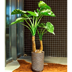 Plante Alocasia - Decoroom