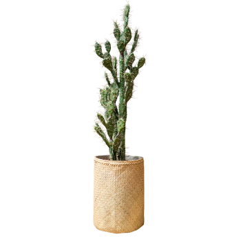 Plante Cactus Euphorbe - Decoroom