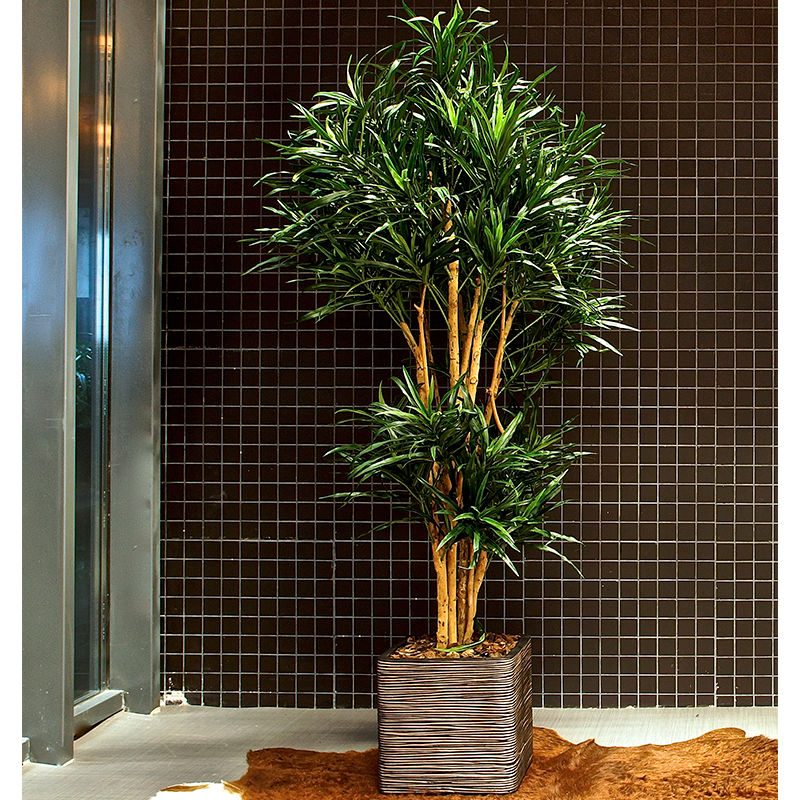 Plante Dracena Vert - Decoroom