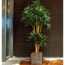 Plante Dracena Vert - Decoroom