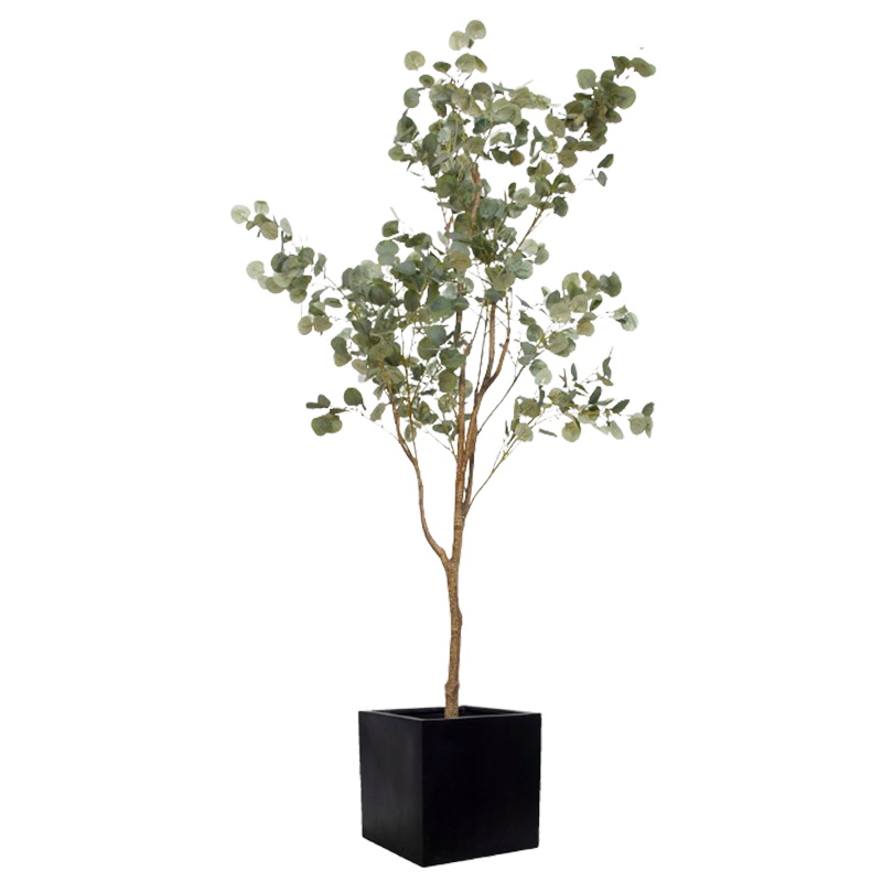 Plante Eucalyptus - Decoroom