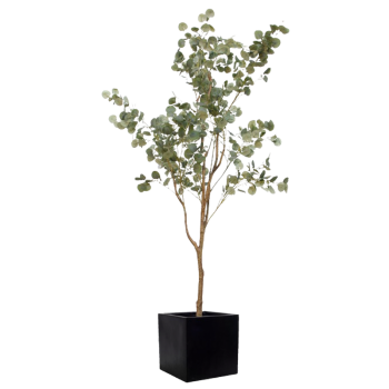 Plante Eucalyptus - Decoroom