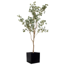 Plante Eucalyptus - Decoroom