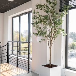 Plante Eucalyptus - Decoroom