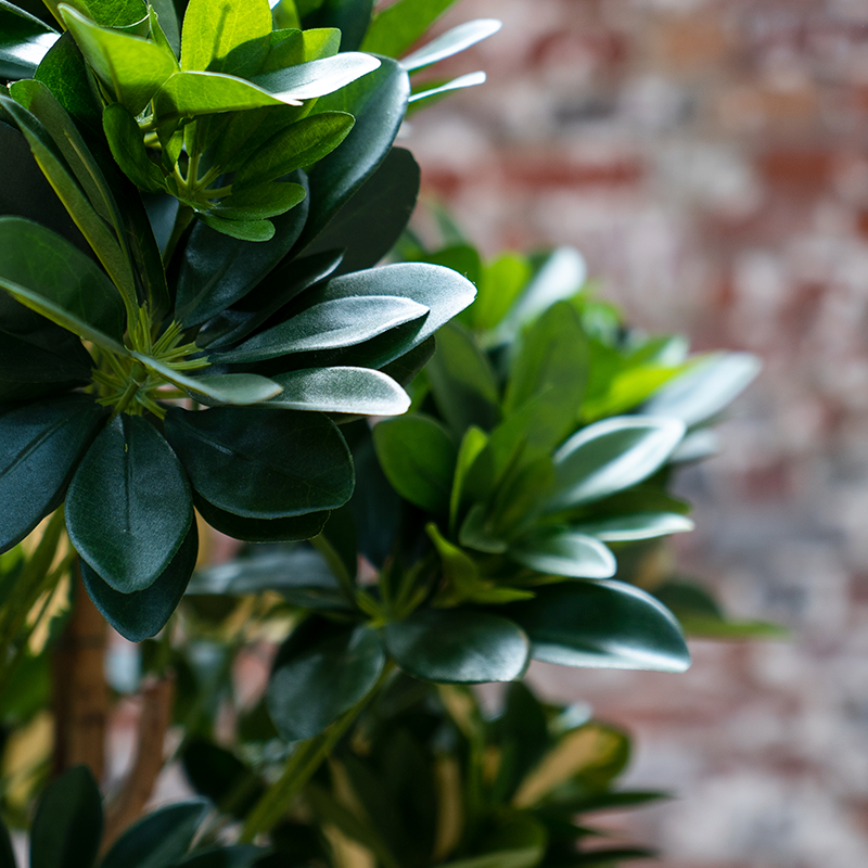 Plante Schefflera - Decoroom