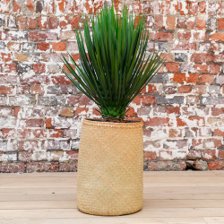 Plante Yucca - Decoroom