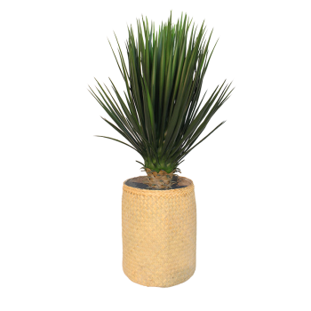 Plante Yucca - Decoroom