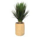 Plante Yucca - Decoroom