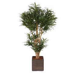 Plante Dracena Vert - Decoroom