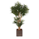 Plante Dracena Vert - Decoroom