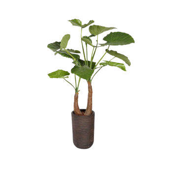 Plante Alocasia - Decoroom