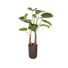 Plante Alocasia - Decoroom