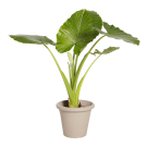 Plante Naturelle Alocasia - Decoroom