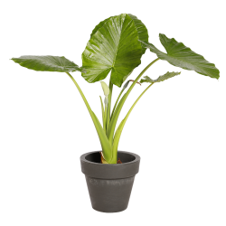 Plante Naturelle Alocasia - Decoroom