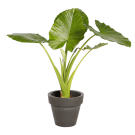 Plante Naturelle Alocasia - Decoroom