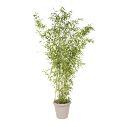 Plante Naturelle Bambou - Decoroom