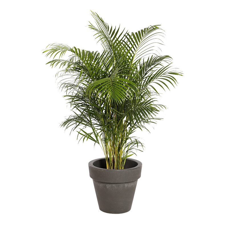 Plante Naturelle Kentia 200cm - Decoroom