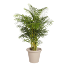 Plante Naturelle Kentia 200cm - Decoroom