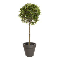 Plante Naturelle Photinia Tige - Decoroom