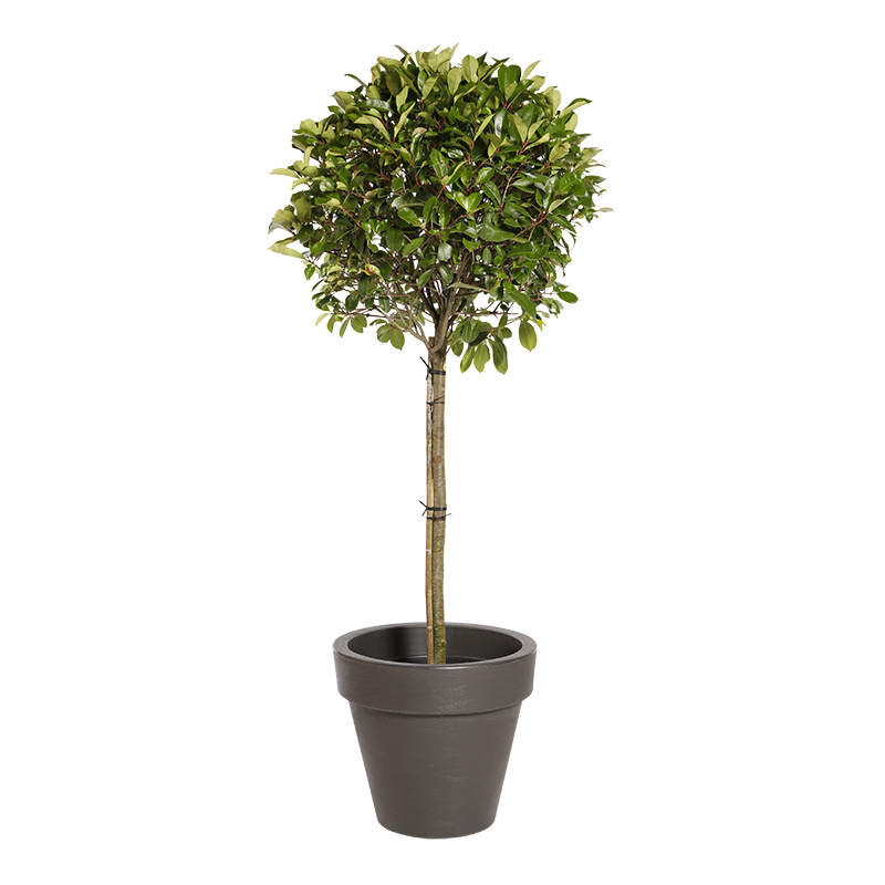 Plante Naturelle Photinia Tige - Decoroom