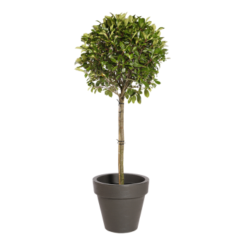 Plante Naturelle Photinia Tige - Decoroom