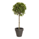 Plante Naturelle Photinia Tige - Decoroom