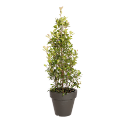 Plante Naturelle Photinia Pyramide - Decoroom