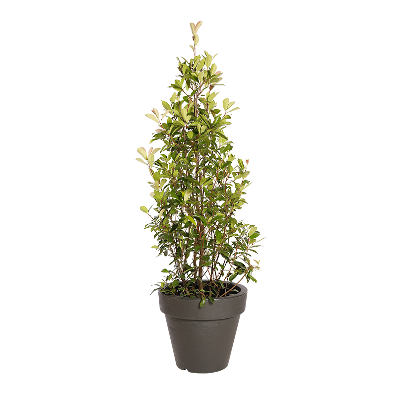 Plante Naturelle Photinia Pyramide - Decoroom