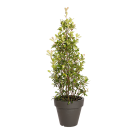 Plante Naturelle Photinia Pyramide - Decoroom