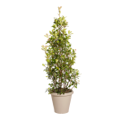 Plante Naturelle Photinia Pyramide - Decoroom