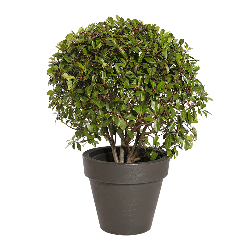 Plante Naturelle Photinia Boule - Decoroom