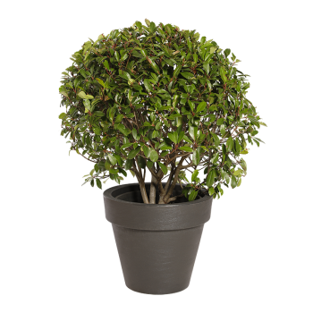 Plante Naturelle Photinia Boule - Decoroom