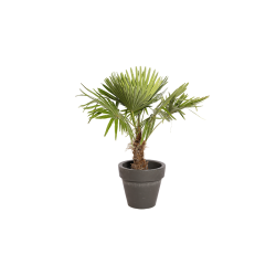 Plante Naturelle Palmier 100cm - Decoroom