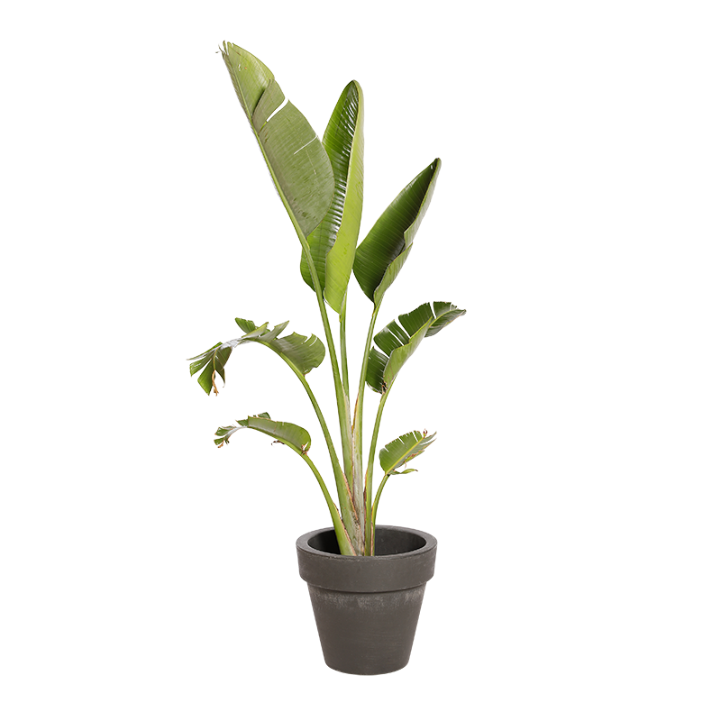 Plante Naturelles Strelitzia - Decoroom