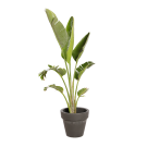 Plante Naturelles Strelitzia - Decoroom