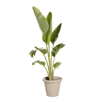 Plante Naturelles Strelitzia - Decoroom