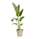 Plante Naturelles Strelitzia - Decoroom