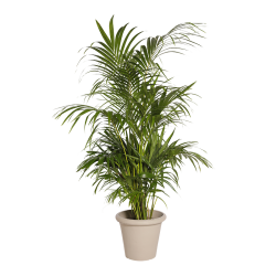 Plante Naturelle Kentia 160 cm - Decoroom