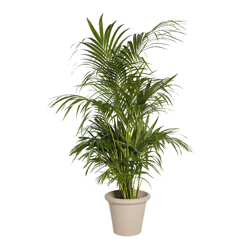 Plante Naturelle Kentia 160 cm - Decoroom