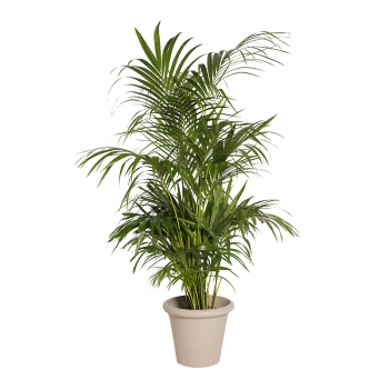 Plante Naturelle Kentia 160 cm - Decoroom