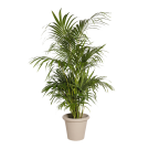 Plante Naturelle Kentia 160 cm - Decoroom