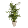 Plante Naturelle Kentia 160 cm