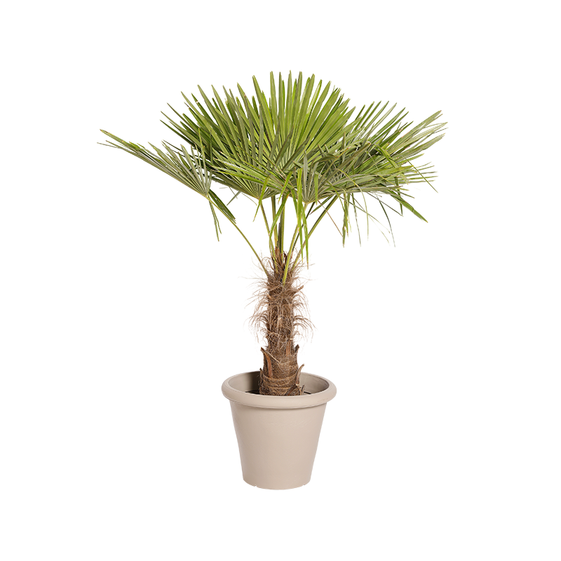 Plante Naturelle Palmier 140cm - Decoroom