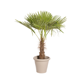 Plante Naturelle Palmier 140cm - Decoroom