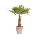 Plante Naturelle Palmier 140cm - Decoroom