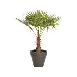 Plante Naturelle Palmier 140cm - Decoroom