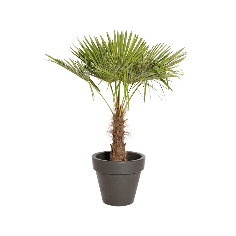 Plante Naturelle Palmier 140cm - Decoroom