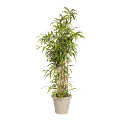 Plante Naturelle Bambou - Decoroom