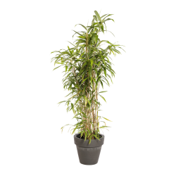 Plante Naturelle Bambou - Decoroom