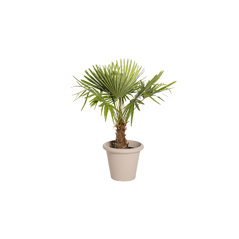 Plante Naturelle Palmier 100cm - Decoroom